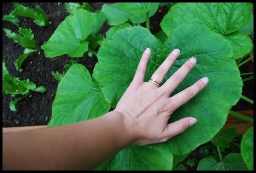 gardening