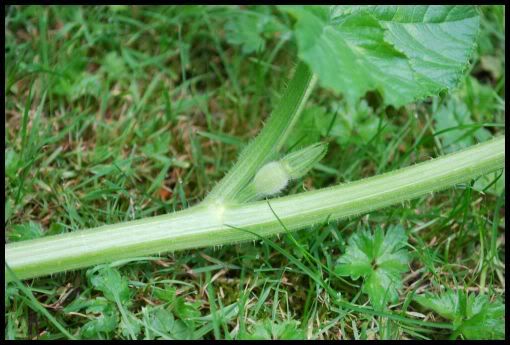 gardening