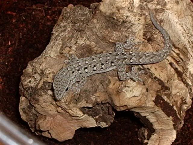DayGeckoSmall.jpg