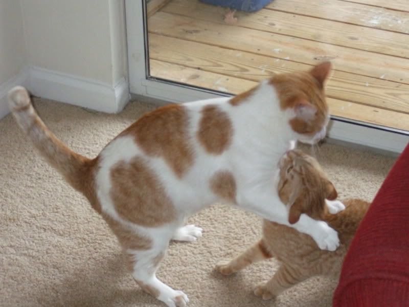 http://img.photobucket.com/albums/v288/stevetheq/bigpussandsylis.jpg