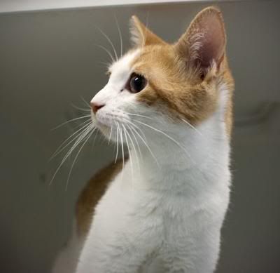 http://img.photobucket.com/albums/v288/stevetheq/littlepuss2.jpg