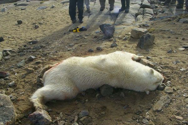 http://img.photobucket.com/albums/v288/stevetheq/polar-bear-dead.jpg