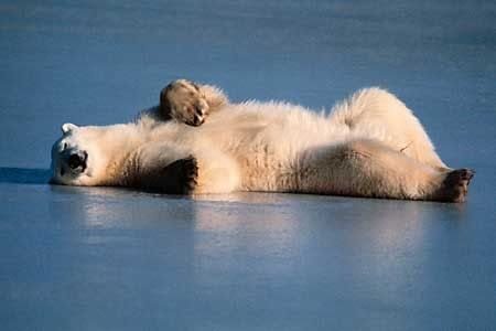 http://img.photobucket.com/albums/v288/stevetheq/polar-bear.jpg