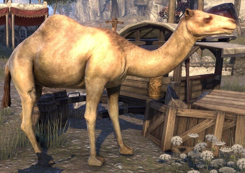 camel.jpg