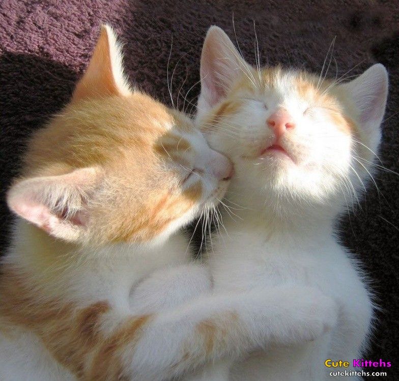 kittenhug_zps947f62e4.jpg