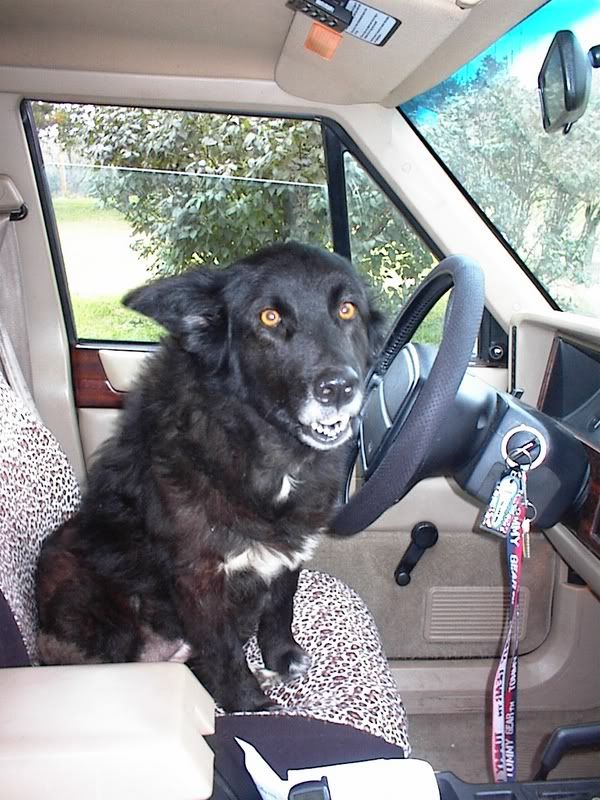 Paws driving C's jeep