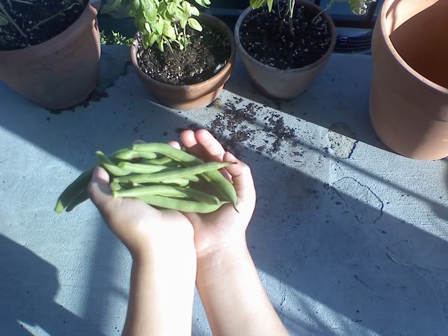 first green beans big