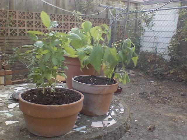 potted garden