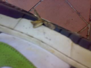 Photo Sharing and Video Hosting at Photobucket