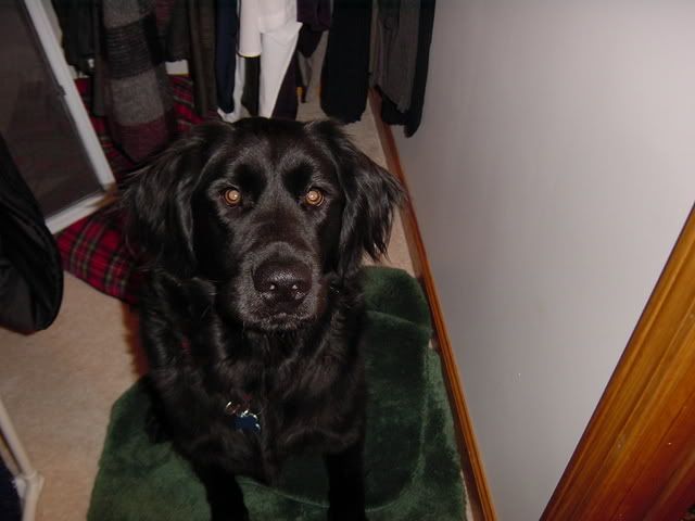 golden retriever mixed with lab. lab/golden retriever mix.