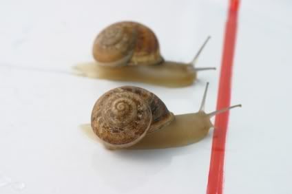 snailrace.jpg