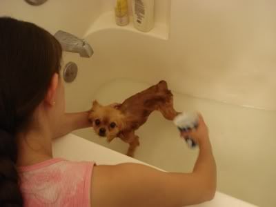 Kitsune's first bath