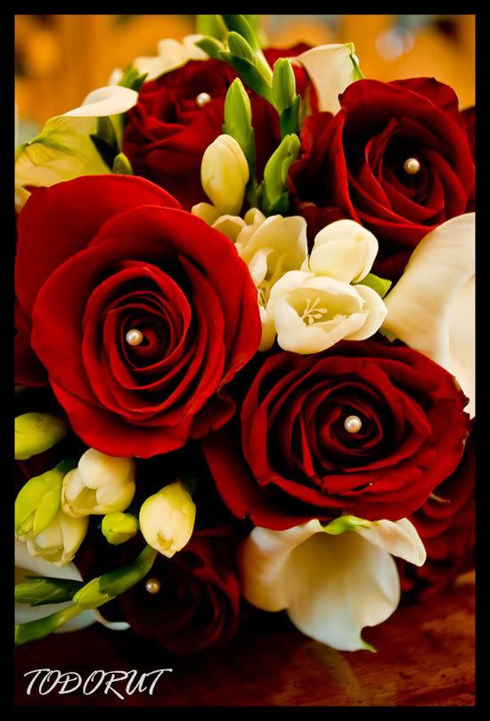 IMAGE: http://img.photobucket.com/albums/v290/Mitsubishi_VR4/Wedding%208-17-08/ROSES.jpg