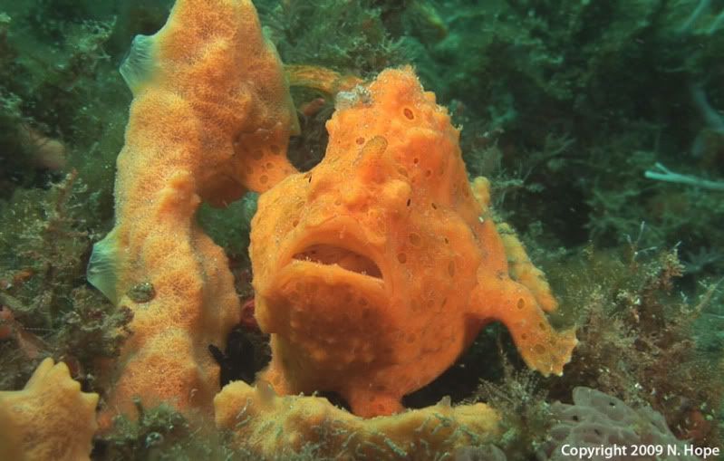 frogfish-Police-Pier-small.jpg