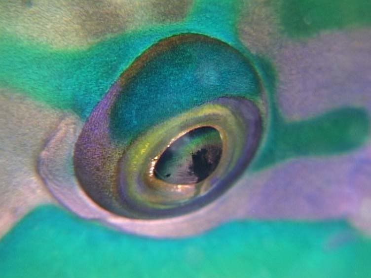 parrotfish-eye.jpg
