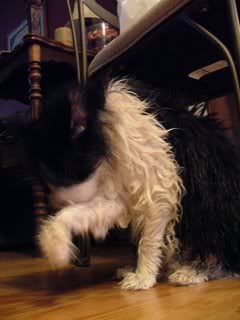 The Wet Beast