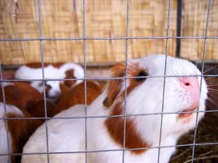 Photo Sharing and Video Hosting at Photobucket