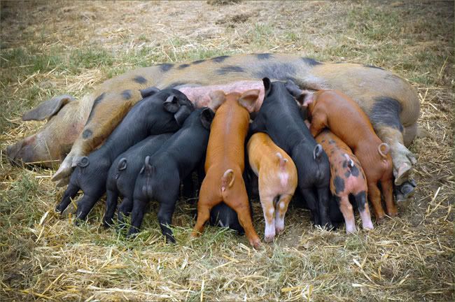 piglets.jpg piglets image by eightieslingo