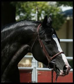 Black Warmblood Horse