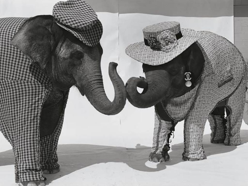 Elephants in Chanel