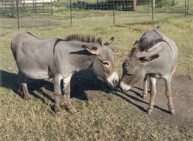 Donkeys Bum
