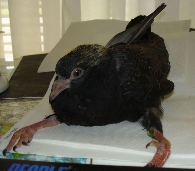 Critical problem with baby pigeon's legs - Pigeon-Talk