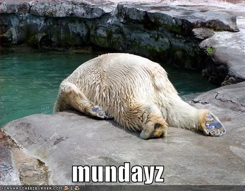 funny-pictures-monday-polar-bear.jpg