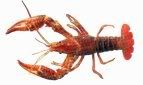 red-swamp-crayfish_sm.jpg