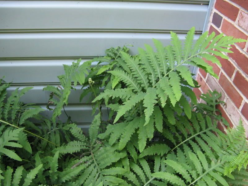 Fern identification