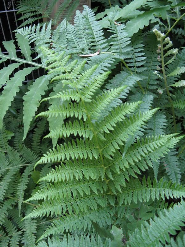 Fern identification