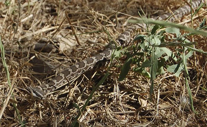 BabyRattler2.jpg
