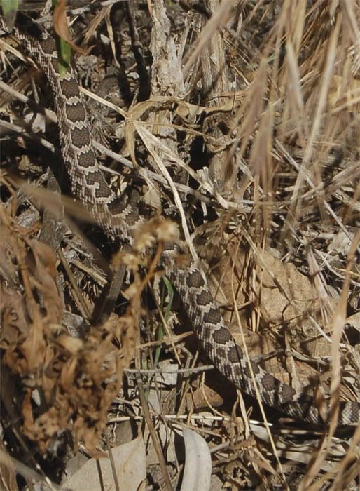 BabyRattler4.jpg