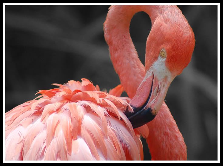 Flamingo2.jpg