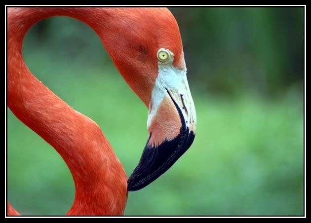 FlamingoFace.jpg