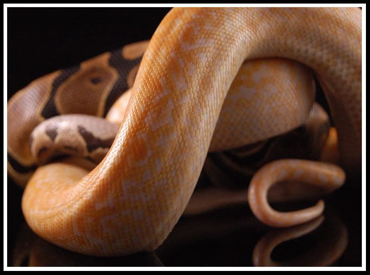pythonknott.jpg
