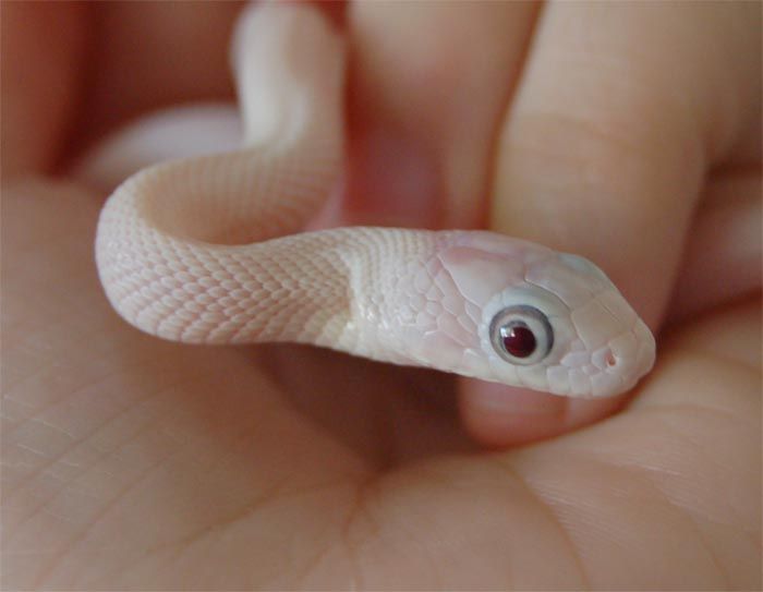 Snake Eyeball