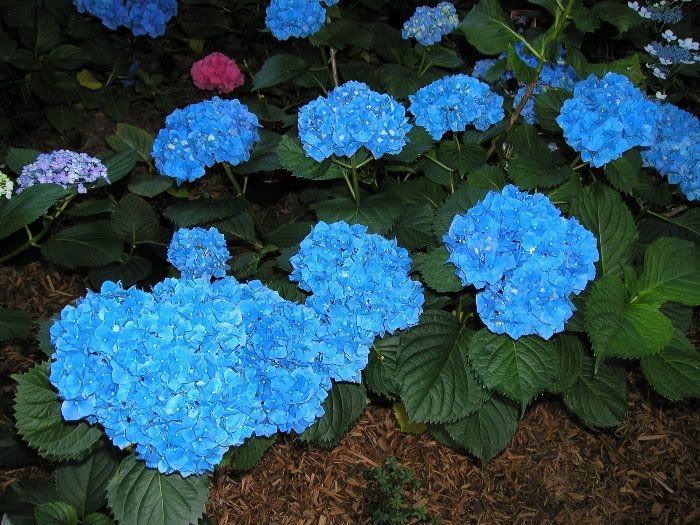 Big Daddy Hydrangea