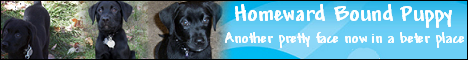 Homeward Bound Puppy