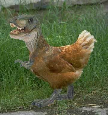 dinosaurs evolved into chickens