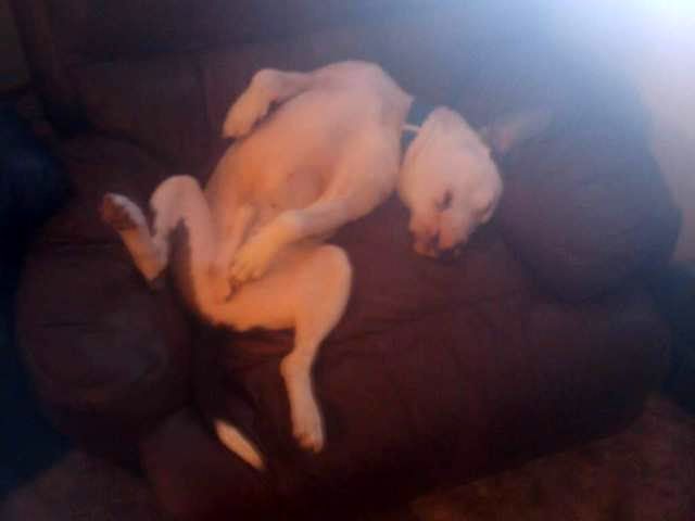 Magoo