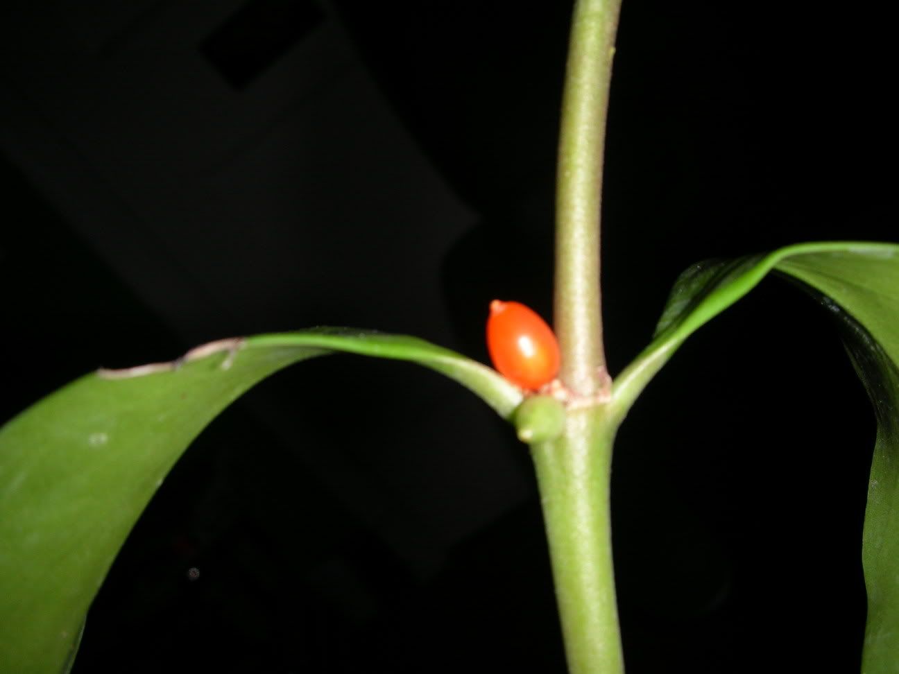 Ant plant seedling...Hydnophytum Formicarum Dendroboard