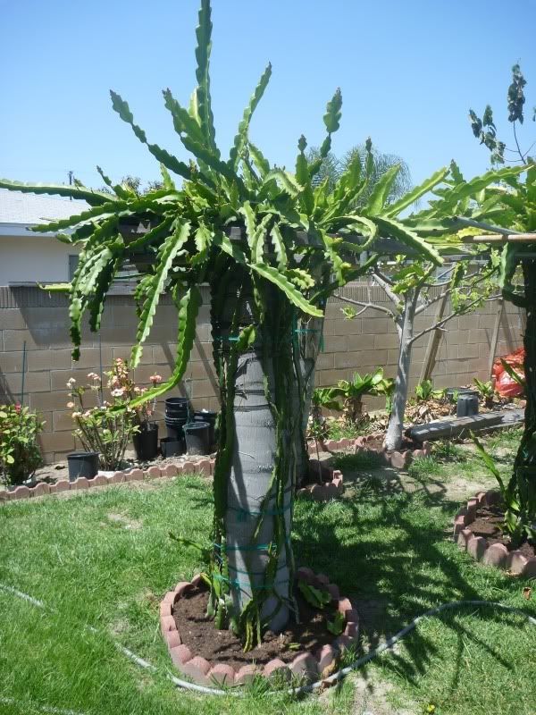 Dragon+fruit+trellis