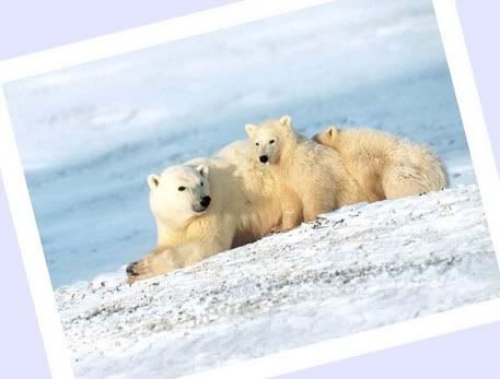 polar bears ^-^ hehehe