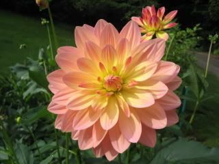 Photobucket Image Hosting