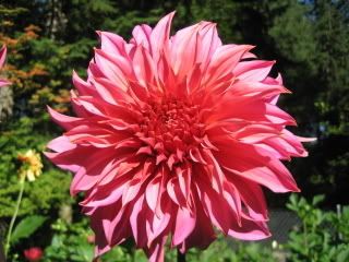 Photobucket Image Hosting