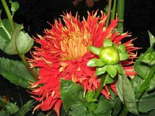 Photobucket Image Hosting