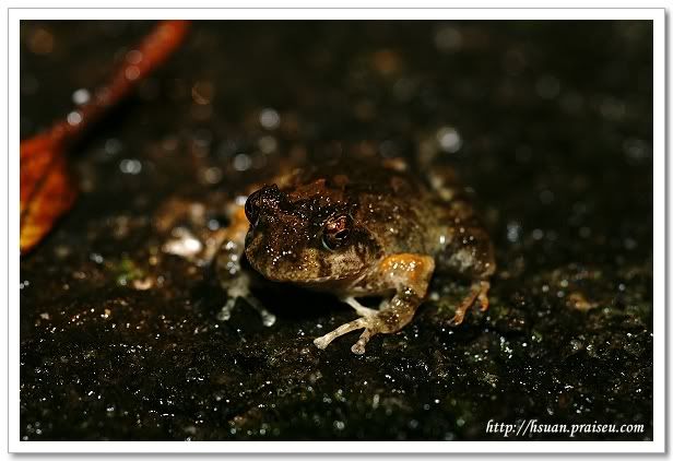 日本樹蛙