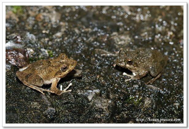 兩隻日本樹蛙