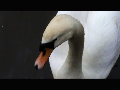 swan.jpg