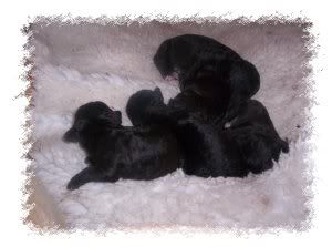 050606pups.jpg